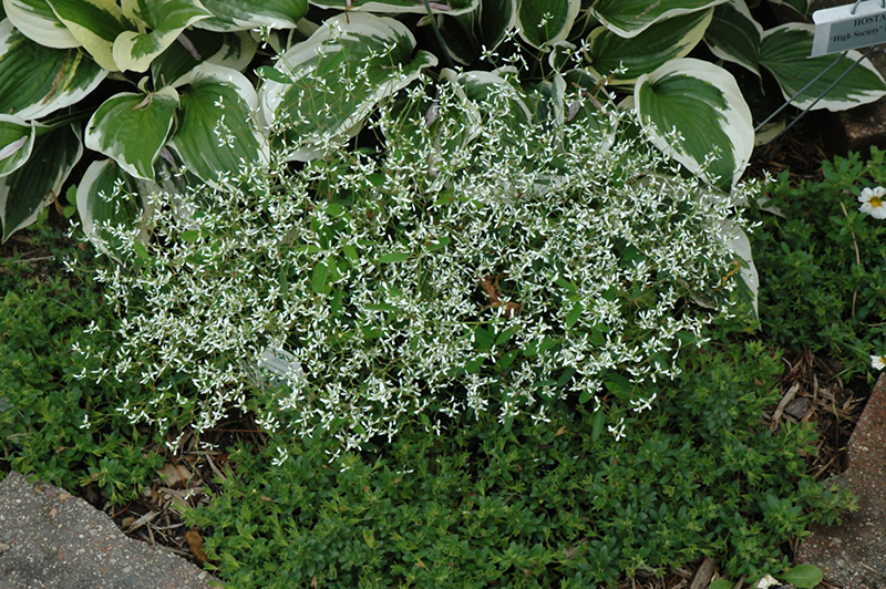 Diamond Frost Euphorbia (Euphorbia 'INNEUPHDIA') at Plants Unlimited