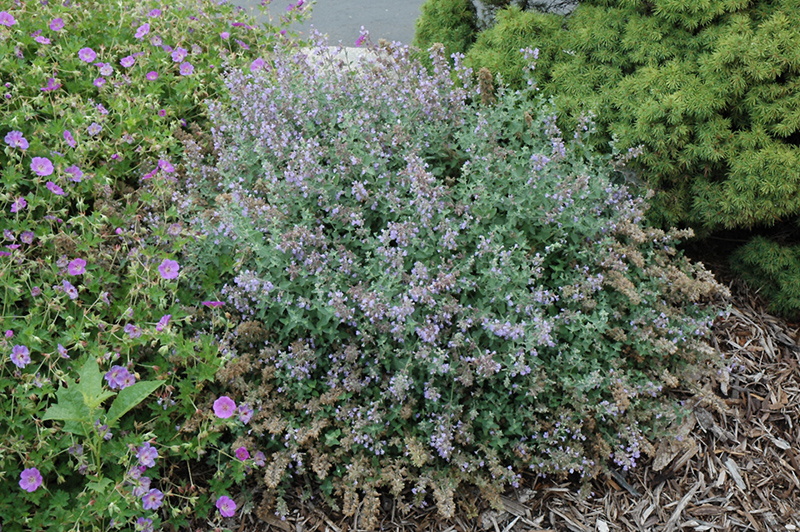 Cat's Meow Catmint (Nepeta x faassenii 'Cat's Meow') at Plants Unlimited