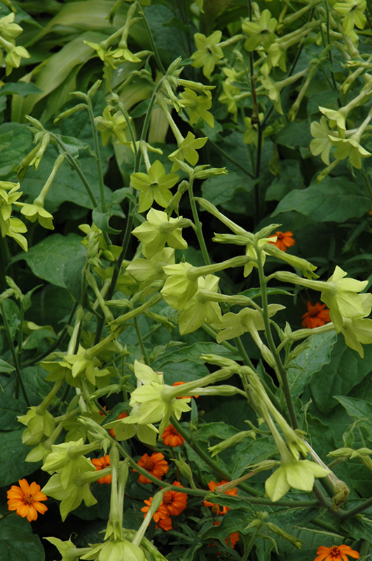 Lime Green Flowering Tobacco (Nicotiana 'Lime Green') at Plants Unlimited