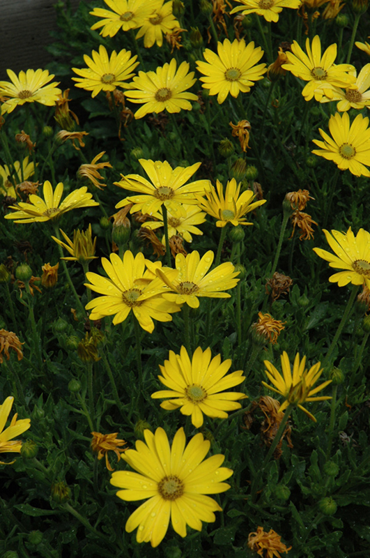 Zion Pure Yellow African Daisy (Osteospermum 'Zion Pure Yellow') at Plants Unlimited