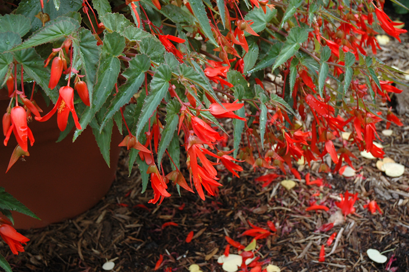 Santa Cruz Begonia (Begonia boliviensis 'Santa Cruz') at Plants Unlimited