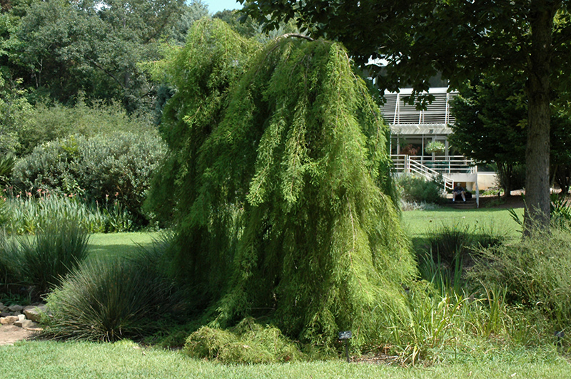 Falling Waters Baldcypress (Taxodium distichum 'Falling Waters') at Plants Unlimited