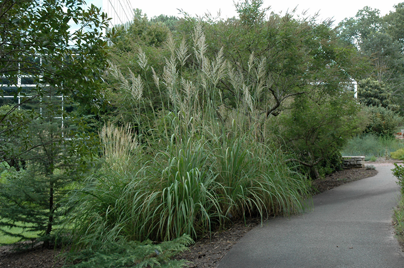 Ravenna Grass (Erianthus ravennae) at Plants Unlimited