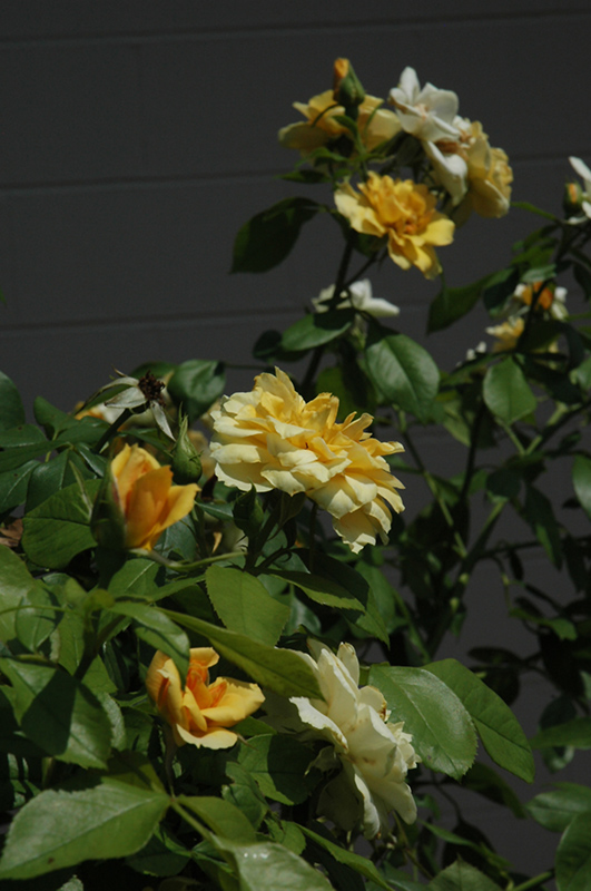 Tequila Gold Rose (Rosa 'Meipojona') at Plants Unlimited
