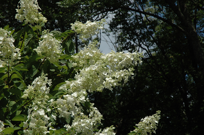 Tardiva Hydrangea (tree form) (Hydrangea paniculata 'Tardiva (tree form)') at Plants Unlimited