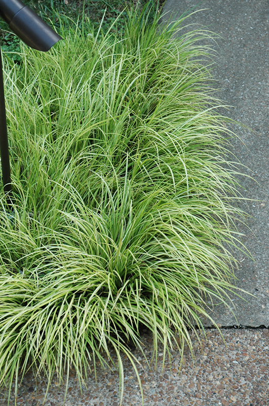 Grassy-Leaved Sweet Flag (Acorus gramineus 'Ogon') at Plants Unlimited