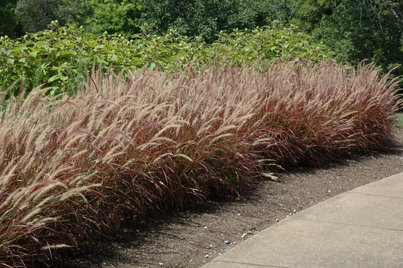 Purple Fountain Grass (Pennisetum setaceum 'Rubrum') at Plants Unlimited