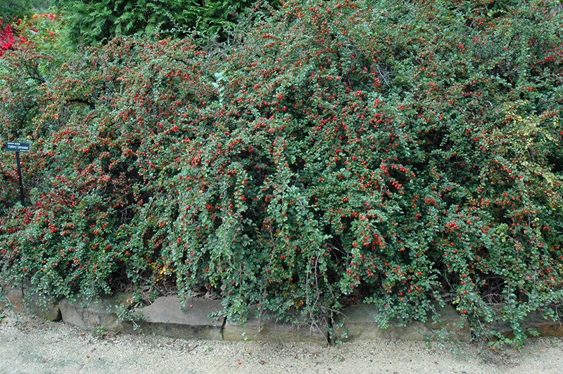 Cranberry Cotoneaster (Cotoneaster apiculatus) at Plants Unlimited
