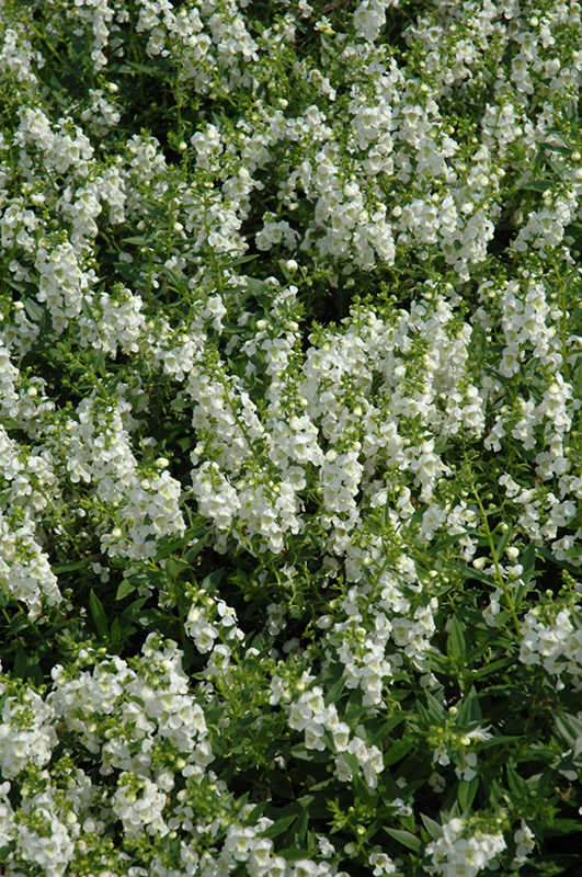 Serenita White Angelonia (Angelonia angustifolia 'PAS811168') at Plants Unlimited