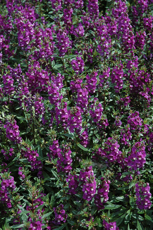 Serenita Purple Angelonia (Angelonia angustifolia 'PAS803822') at Plants Unlimited