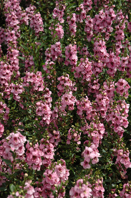 Serenita Pink Angelonia (Angelonia angustifolia 'Serenita Pink') at Plants Unlimited