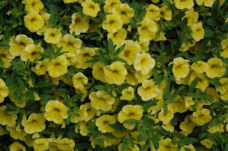 MiniFamous Neo Yellow Calibrachoa (Calibrachoa 'MiniFamous Neo Yellow') at Plants Unlimited