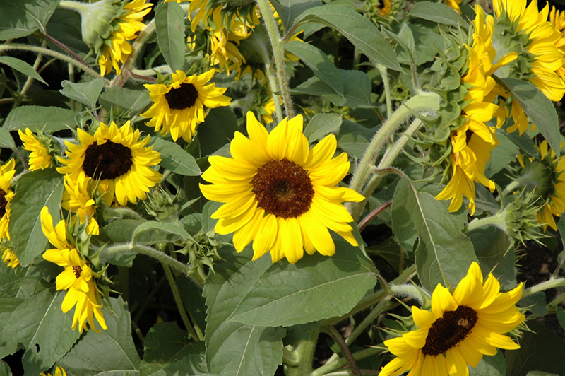 Ballad Annual Sunflower (Helianthus annuus 'Ballad') at Plants Unlimited