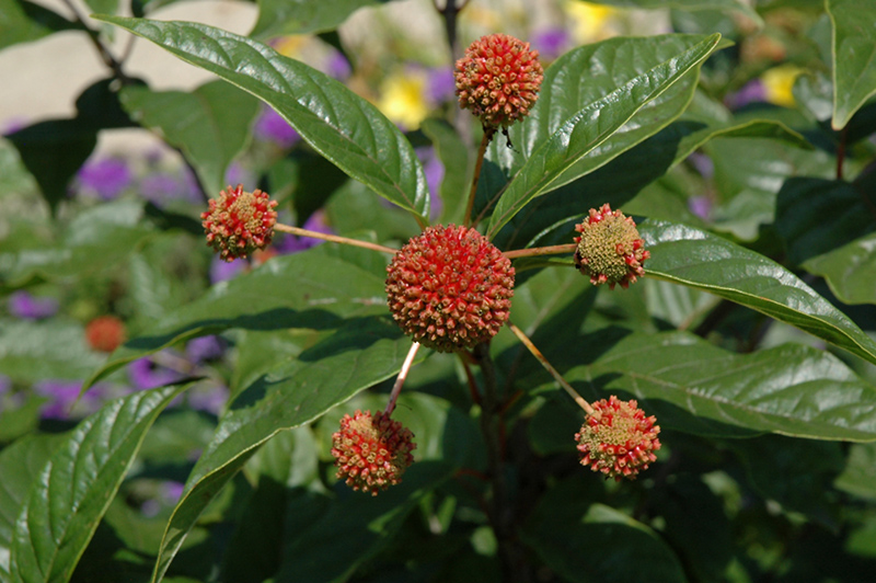 Button Bush (Cephalanthus occidentalis) at Plants Unlimited