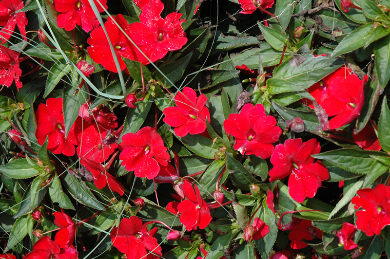 SunPatiens Compact Red New Guinea Impatiens (Impatiens 'SunPatiens Compact Red') at Plants Unlimited