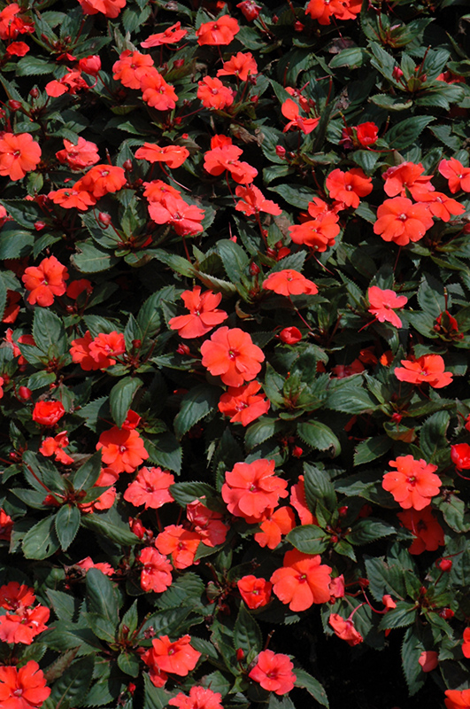 SunPatiens Compact Hot Coral New Guinea Impatiens (Impatiens 'SunPatiens Compact Hot Coral') at Plants Unlimited