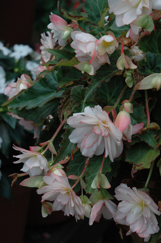 Miss Montreal Begonia (Begonia 'Miss Montreal') at Plants Unlimited