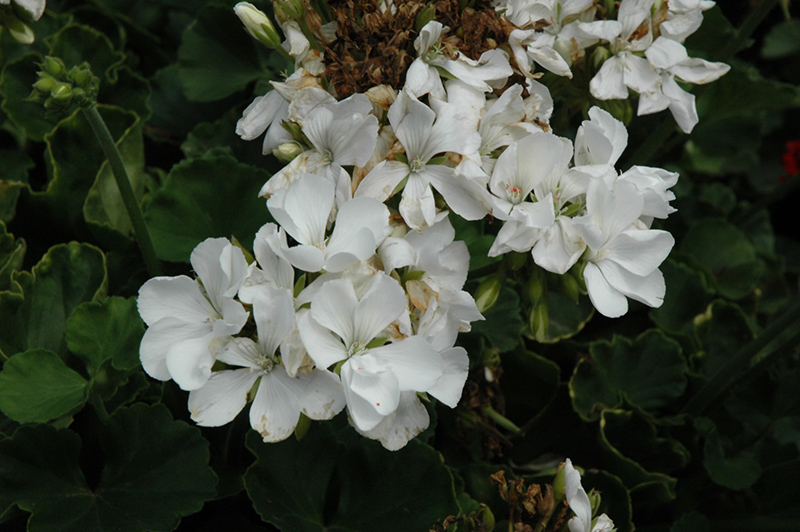 Rocky Mountain White Geranium (Pelargonium 'Rocky Mountain White') at Plants Unlimited