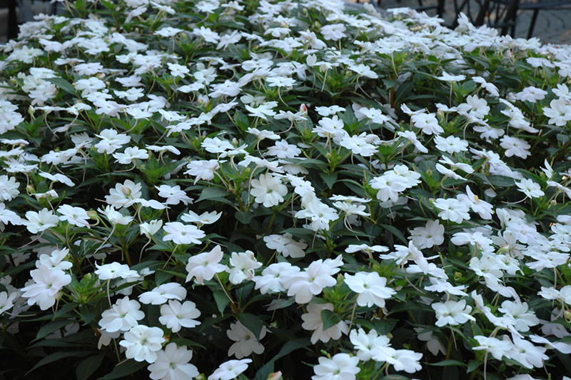 SunPatiens Vigorous White New Guinea Impatiens (Impatiens 'SunPatiens Vigorous White') at Plants Unlimited