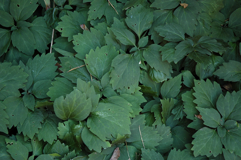 Allegheny Spurge (Pachysandra procumbens) at Plants Unlimited