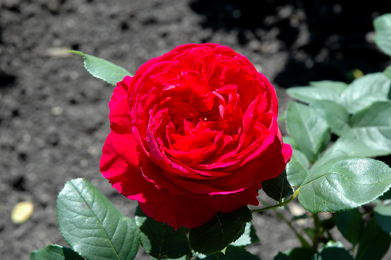 Heathcliff Rose (Rosa 'Ausnipper') at Plants Unlimited