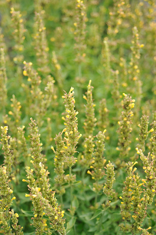 Kudos Yellow Hyssop (Agastache 'Kudos Yellow') at Plants Unlimited