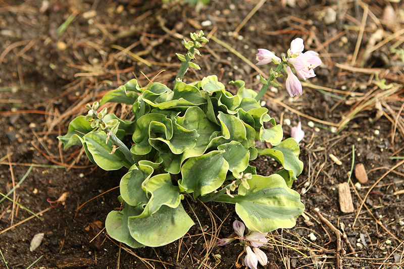 School Mouse Hosta (Hosta 'School Mouse') at Plants Unlimited