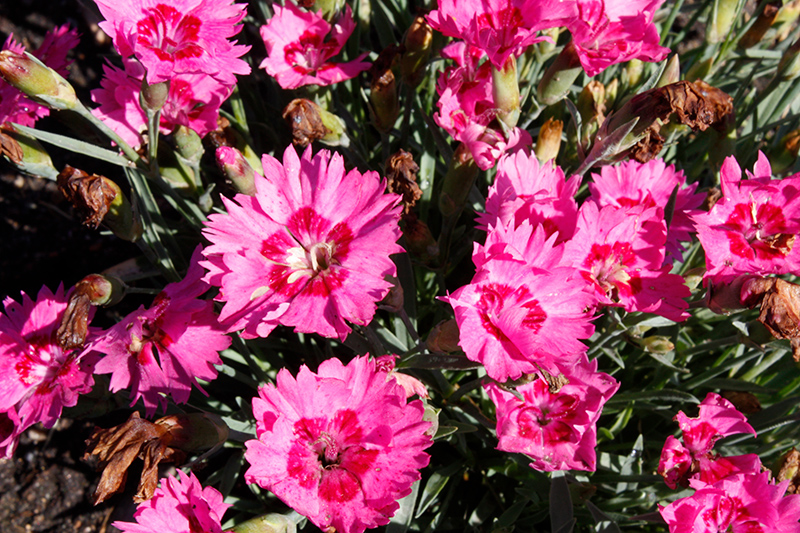 Paint The Town Fancy Pinks (Dianthus 'Paint The Town Fancy') at Plants Unlimited