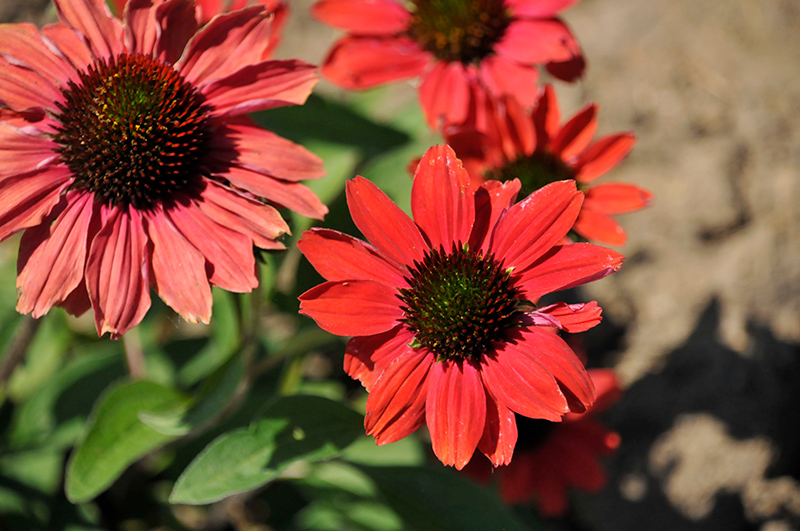 Color Coded Frankly Scarlet Coneflower (Echinacea 'Frankly Scarlet') at Plants Unlimited