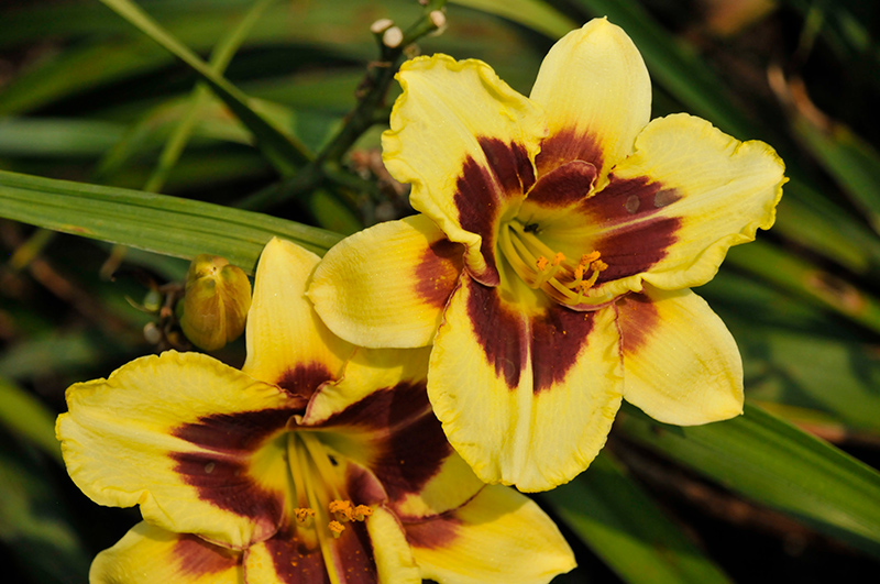 Star Of The North Daylily (Hemerocallis 'Star Of The North') at Plants Unlimited