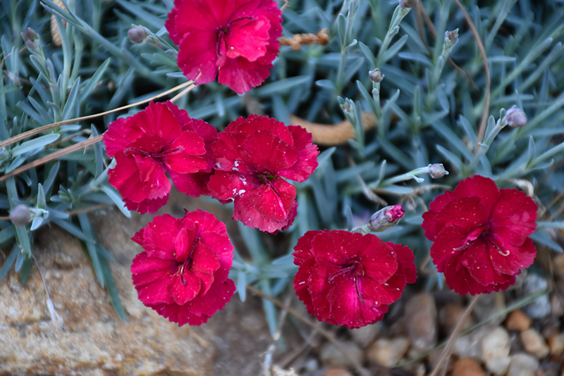 Frosty Fire Pinks (Dianthus 'Frosty Fire') at Plants Unlimited