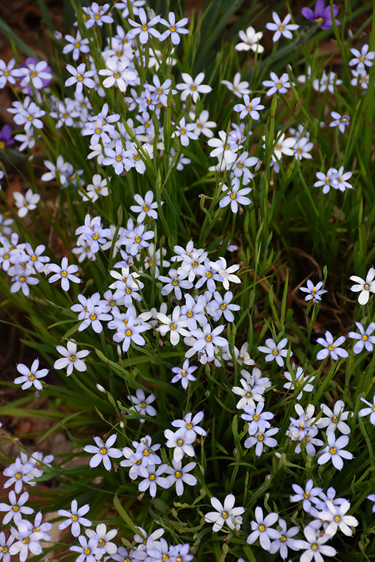 Narrowleaf Blue-Eyed Grass (Sisyrinchium angustifolium) at Plants Unlimited