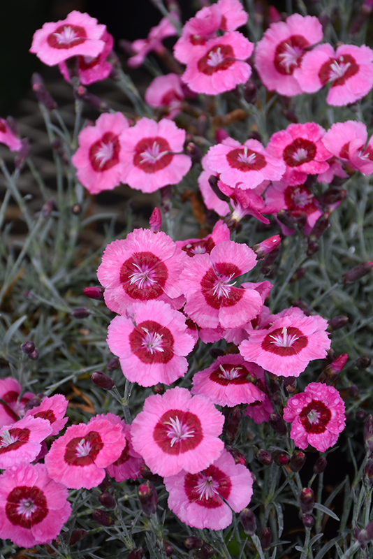 Star Single Peppermint Star Pinks (Dianthus 'Noreen') at Plants Unlimited