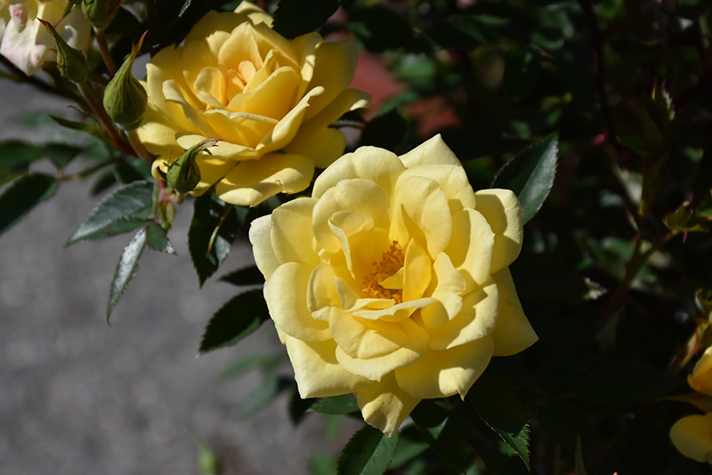 Yellow Sunblaze Rose (Rosa 'Meiskaille') at Plants Unlimited
