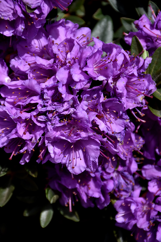 Purple Gem Rhododendron (Rhododendron 'Purple Gem') at Plants Unlimited