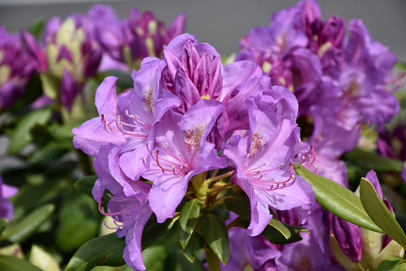 Boursault Rhododendron (Rhododendron catawbiense 'Boursault') at Plants Unlimited
