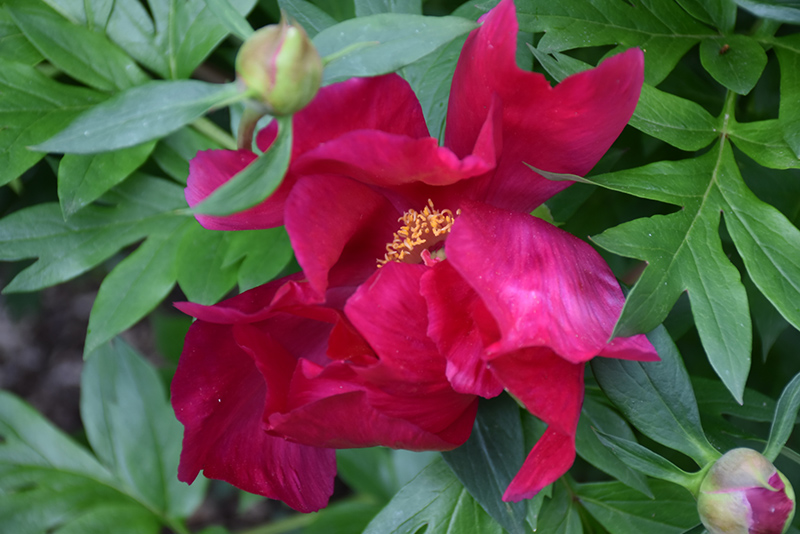 Scarlet Heaven Itoh Peony (Paeonia 'Scarlet Heaven') at Plants Unlimited