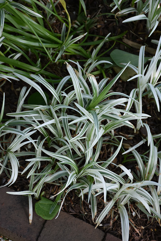 Silver Dragon Lily Turf (Liriope spicata 'Gin Ryu') at Plants Unlimited