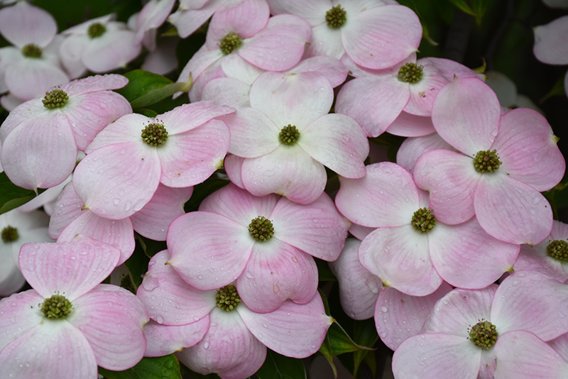 Stellar Pink Flowering Dogwood (Cornus 'Stellar Pink') at Plants Unlimited