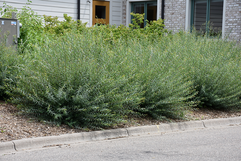 Creeping Arctic Willow (Salix purpurea 'Nana') at Plants Unlimited