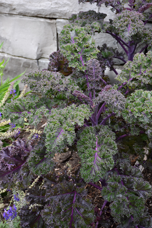 Redbor Kale (Brassica oleracea var. acephala 'Redbor') at Plants Unlimited