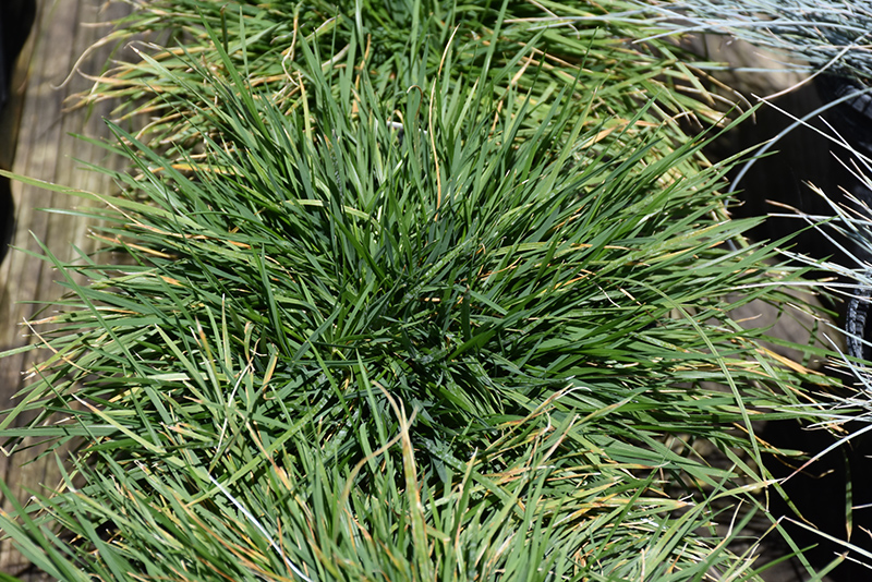 Pixie Fountain Tufted Hair Grass (Deschampsia cespitosa 'Pixie Fountain') at Plants Unlimited