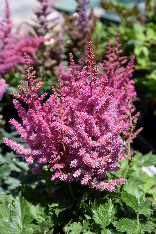 Little Vision In Pink Chinese Astilbe (Astilbe chinensis 'Little Vision In Pink') at Plants Unlimited