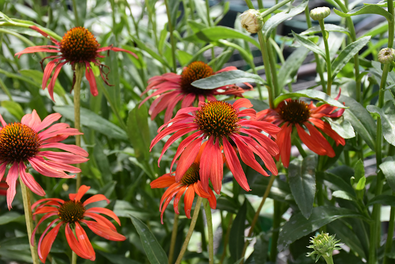 Tomato Soup Coneflower (Echinacea 'Tomato Soup') at Plants Unlimited