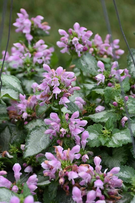 Pink Chablis Spotted Dead Nettle (Lamium maculatum 'Checkin') at Plants Unlimited