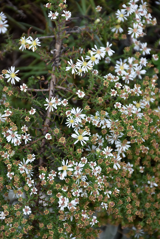 Snow Flurry Aster (Aster ericoides 'Snow Flurry') at Plants Unlimited
