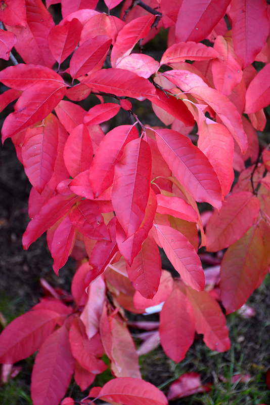 Sourwood (Oxydendron arboreum) at Plants Unlimited