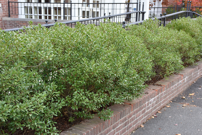 Inkberry Holly (Ilex glabra) at Plants Unlimited