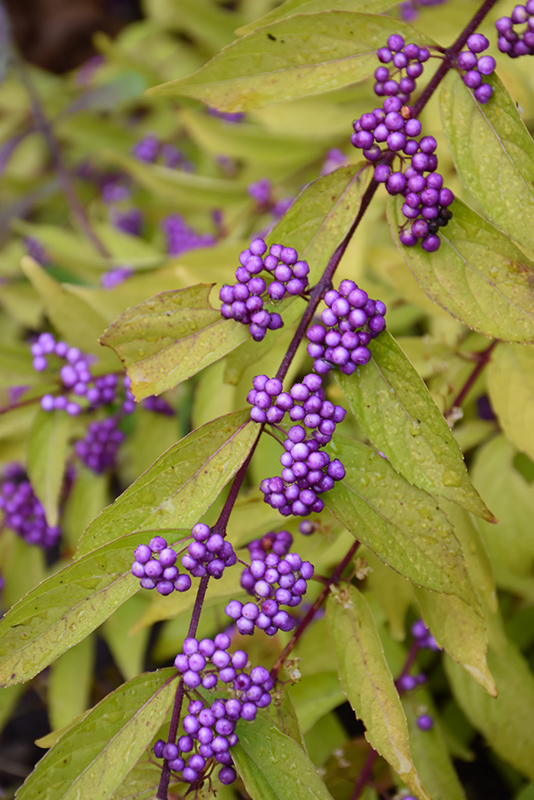 Early Amethyst Beautyberry (Callicarpa dichotoma 'Early Amethyst') at Plants Unlimited