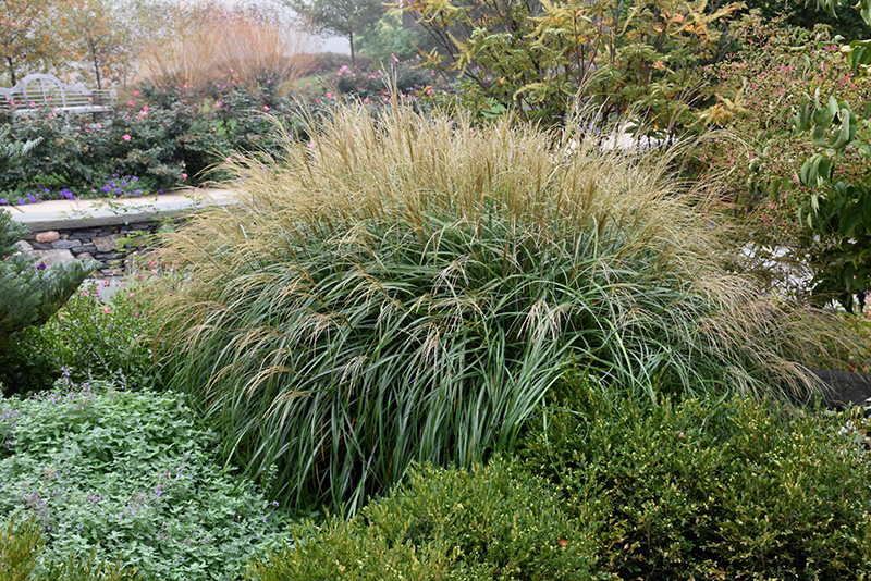 Adagio Maiden Grass (Miscanthus sinensis 'Adagio') at Plants Unlimited